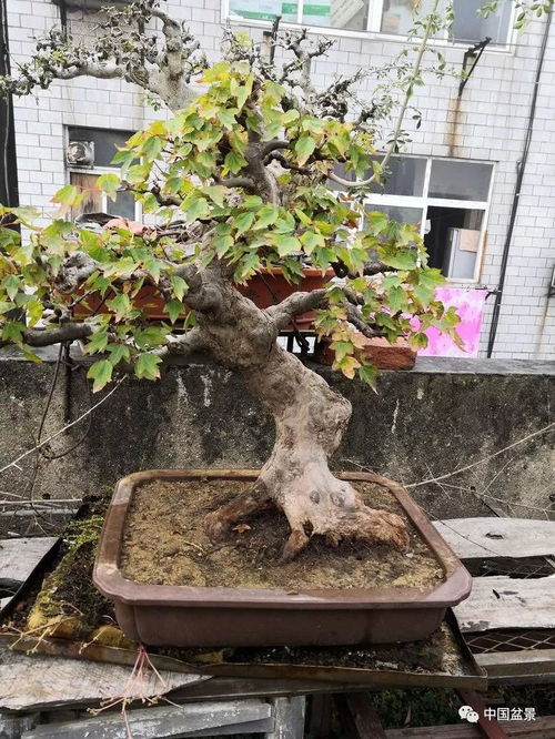 老驥伏櫪寫春秋