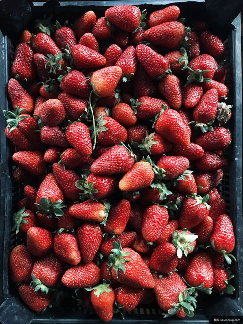 草莓 水果 植物 食品 糕點(diǎn) 廚房 美食攝影圖片