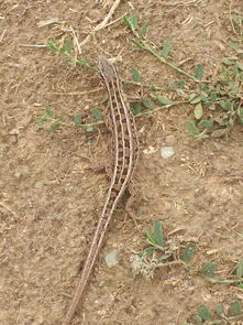 老驥伏櫪，志在千里——藍色力獅旅行版塔城游記