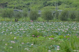 老驥伏櫪，志在千里——致我那默默奉獻的老款寶來