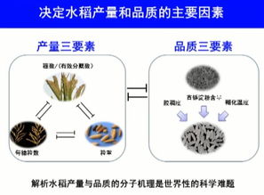 2017年度國家自然科學獎一等獎 水稻高產優質性狀形成的分子機理及品種設計